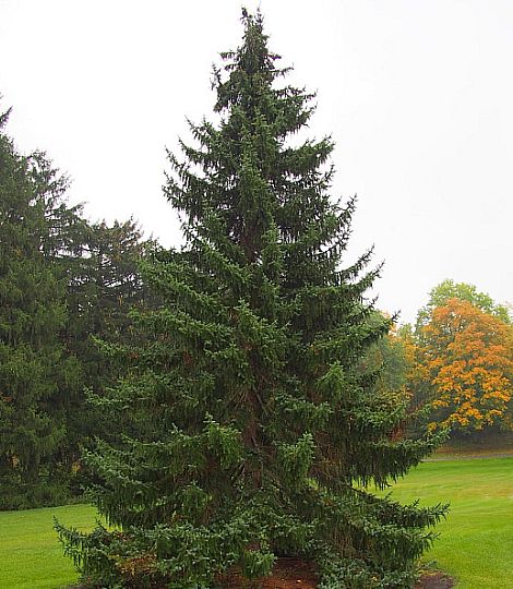 Picea omorico